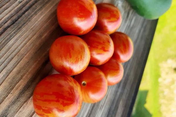 Tomatenpflanzen div. Sorten selbst gezogen aus Biofrüchten